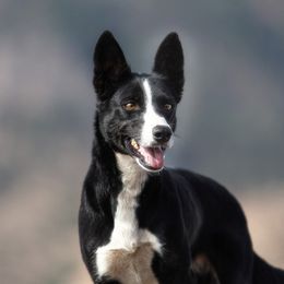McNab puppies from Vanir McNab Shepherds