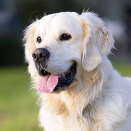 Gardener - Golden Retriever