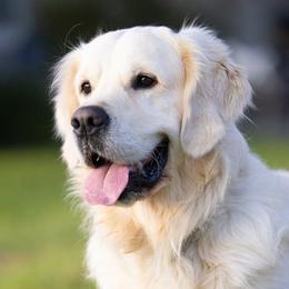 Gardener - Golden Retriever