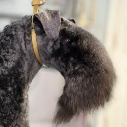 Gretchen - Kerry Blue Terrier