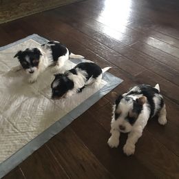 Biewer Terrier Puppies from Janeve's  Biewers