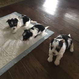 Biewer Terrier Puppies from Janeve's  Biewers