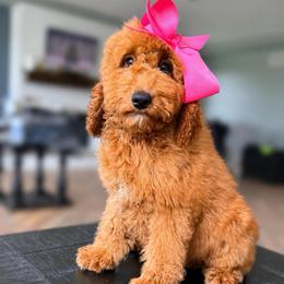 Jane - Red  female Goldendoodle puppy in Marion, Ohio from Doodles & Doxies