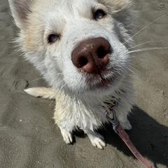 Siberian Husky Puppies from Young Orchard Siberians