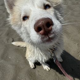 Siberian Husky Puppies from Young Orchard Siberians