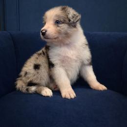 Maeve - Blue merle female Australian Shepherd puppy in Dulzura, California from Windsong Ranch Aussies