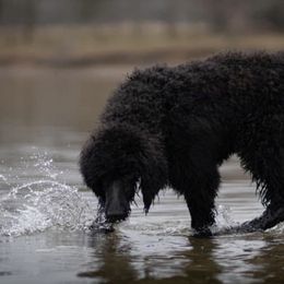 Poodles from Shining Eltz Standard Poodles