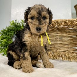 Cavapoo and Goldendoodle Puppies from AnnaBella Doodle