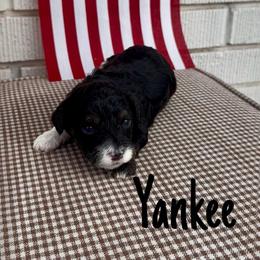 Yankee - Black and white male Cavapoo puppy in St. George, Utah from Ibby Dibby doodles