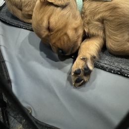 Golden Retriever Puppies from Copper Tail Golden Retrievers