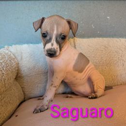 Saguaro - Red and white female American Hairless Terrier puppy in Phoenix, Arizona from Bare Valley