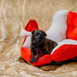Crimson - Black brindle male Dutch Shepherd puppy in Auburn, Georgia from Faberge Hollandse Herdershond