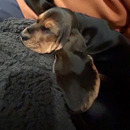 Basset Hound Puppies from Olveras Hound of Ohio