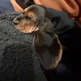 Basset Hound Puppies from Olveras Hound of Ohio