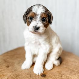 Diane - Blue merle female Aussiedoodle puppy in Arlington, Washington from Doodle Love Laugh
