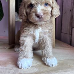 Toby with training - Red and white male Cockapoo puppy in Boonville, North Carolina from Doods & Dolls