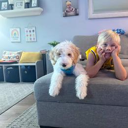 Bernedoodle, Goldendoodle, and Sheepadoodle Puppies from High Desert Doodles