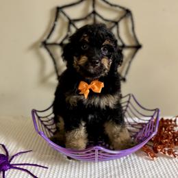 Pumpkin - Tri-color male Bernedoodle puppy in Munster, Indiana from Miranda’s Sunshine Poodles and Doodles