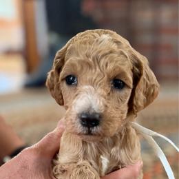Butterfinger - Apricot female Poodle puppy in St. Johnsbury, Vermont from Poodles of the Northern Woods