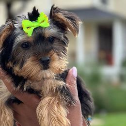 Goldendoodles, Poodles, Shihpoos, and Yorkshire Terriers from Plush Pups By Reeds
