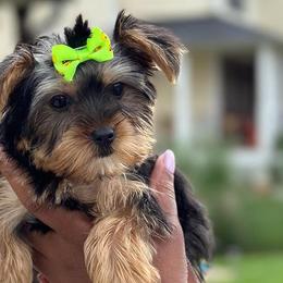 Goldendoodles, Poodles, Shihpoos, and Yorkshire Terriers from Plush Pups By Reeds
