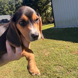 Marty - Black tan and white male Beagle puppy in Spartanburg, South Carolina from Sassy Pap Farms
