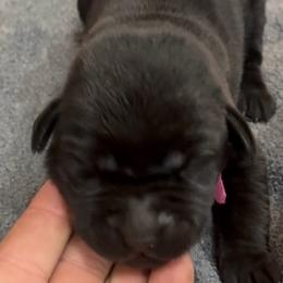Purple - Black female Labrador Retriever puppy in Kinta, Oklahoma from Beaver Creek Kennels