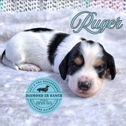 RUGER - Piebald male Dachshund puppy in Columbia, Louisiana from Diamond 5R Ranch AKC & CKC Miniature Dachshunds