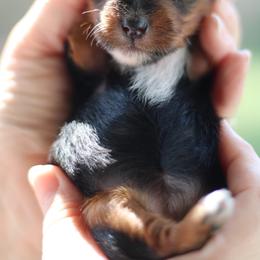 Tesla - Parti female Yorkshire Terrier puppy in Riverview, Texas from Luna's Treasures