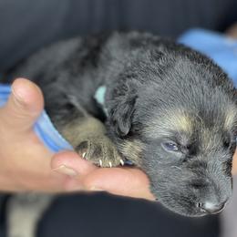 German Shepherd Puppies from Saylor Shepherds