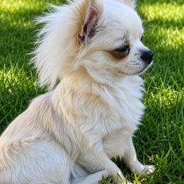 Chihuahua Puppies from Sugar Cookie Chihuahuas