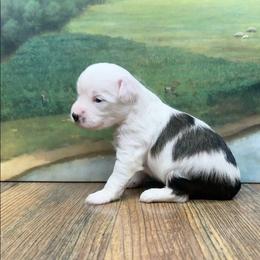 Dolly's White and Black Girl - White and black female Chinese Crested puppy in Lexington, Michigan from Affinity