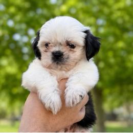 Boy 1 - Sable and white male Shih Tzu puppy in Seguin, Texas from Dolled Up Shih Tzus