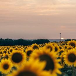 Poodles from Charlotte & Co. Miniature Poodles