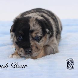 Pooh Bear - Blue merle male Miniature Australian Shepherd puppy in Weeki Wachee, Florida from Arlington's Mini Aussies
