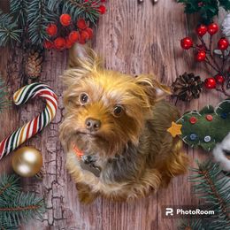 Yorkshire Terrier Puppies from MCM Acres