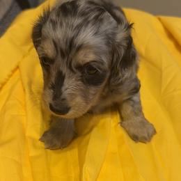 Hope - Dapple female Dachshund puppy in Hanford, California from Cooper Gals Doxies