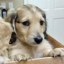 Dachshund Puppies from Meadow Ridge Dachshunds