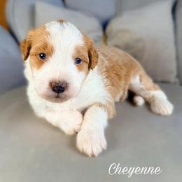 Cheyenne - Red female Aussiedoodle puppy in Chattanooga, Tennessee from Remedy Ranch Aussiedoodles