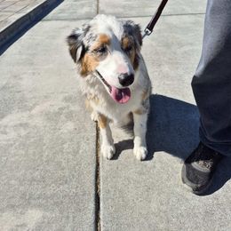 Izzy - Blue merle female Australian Shepherd puppy in Smith Valley, Nevada from Hoot's Aussies