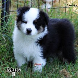 Miniature American Shepherd Puppies from Rocking J Miniature American Shepherds