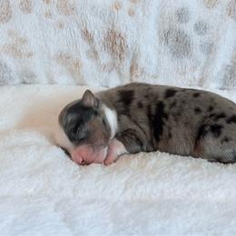 Dmitri - Blue merle male Toy Australian Shepherd puppy in Hotchkiss, Colorado from Yampa Valley Aussies