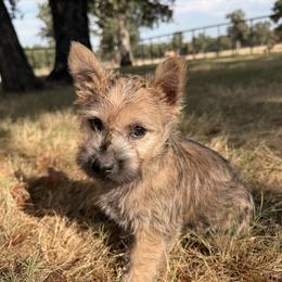Kodi - Wheaten brindle female Cairn Terrier puppy in Lipan, Texas from Flyin G Cairns