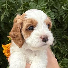 Spike - Blenheim male Cavapoo puppy in Tucson, Arizona from Adored Poodle & Doodles