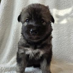 Kolanv Raven - female Native American Indian Dog puppy in Weedsport, New York from Paw Wow Medicine Dogs