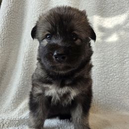 Kolanv Raven - female Native American Indian Dog puppy in Weedsport, New York from Paw Wow Medicine Dogs