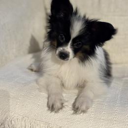 Papillon Puppies from Lena Cherkas