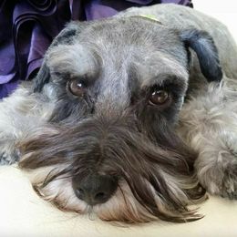 Miniature Schnauzers from Desert Sparkle Schnauzers