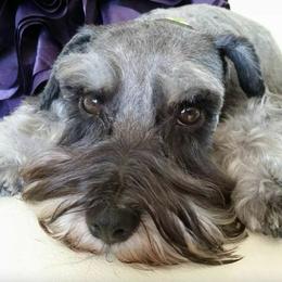 Miniature Schnauzers from Desert Sparkle Schnauzers