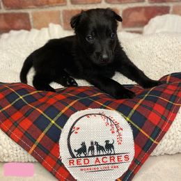 Belgian Malinois Puppies from Red Acres Working Line K9s